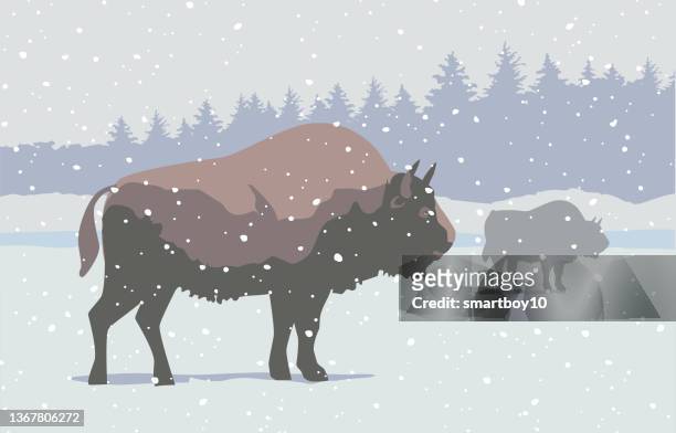 stockillustraties, clipart, cartoons en iconen met bison (buffalo) - european bison