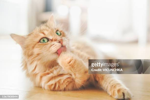 beautiful ginger cat with green eyes licking paw while laying on wooden floor at blurred background with natural light - hauskatze stock-fotos und bilder