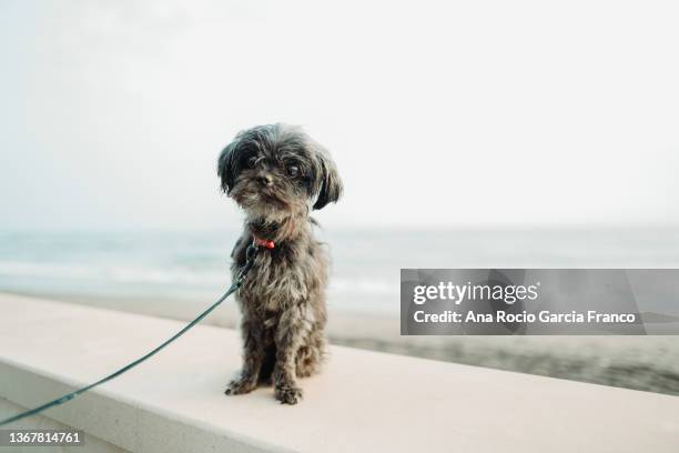 a cute rescued black shih tzu dog in a promenade - little dog owner stock pictures, royalty-free photos & images