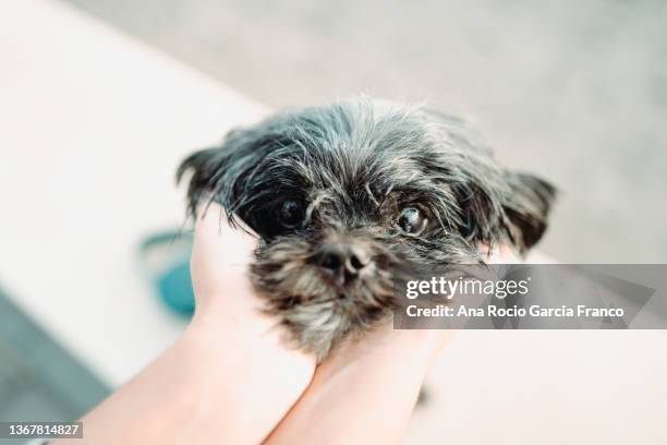 woman hands holding a cute rescued black shih tzu dog head - puppy eyes stock pictures, royalty-free photos & images