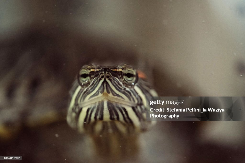 Turtle in a Tank Lookin at the Camera