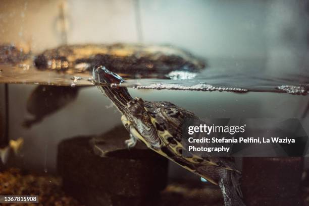 turtle in a tank - aquarium home stock-fotos und bilder