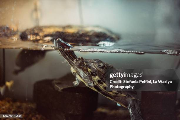 turtle in a tank - reptile tank stock pictures, royalty-free photos & images
