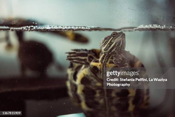 turtle in a tank - aquarium home stock-fotos und bilder