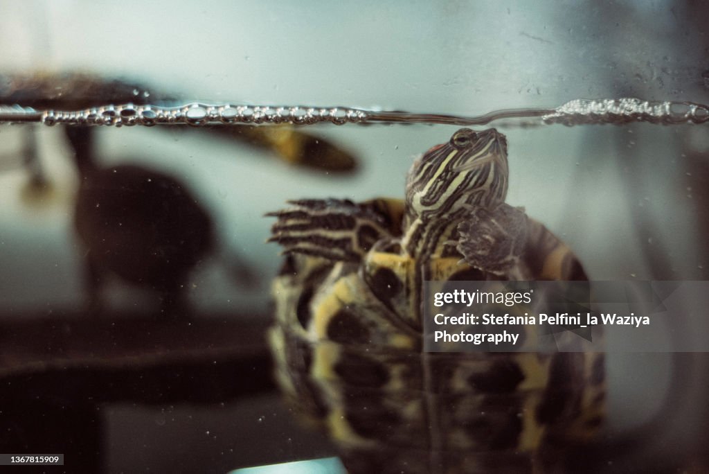 Turtle in a Tank