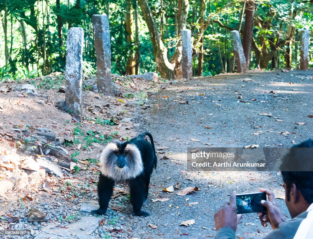 Lion-tailed macaque monkey