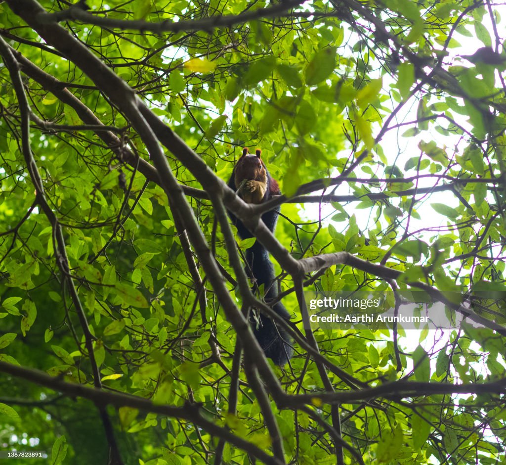 Malabar Giant Squirrel in a tree
