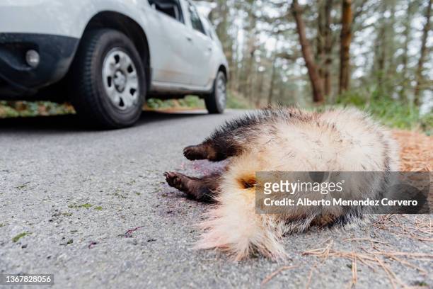 european badger (meles meles) - gory car accident fotos stock-fotos und bilder