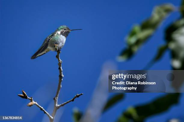 calliope hummingbird in the sunshine in sante fe, new mexico - calliope hummingbird stock pictures, royalty-free photos & images