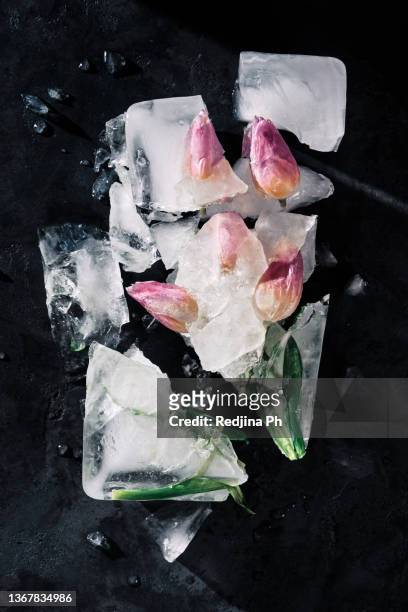 spring is coming. broken pieces. split pink-lilac tulip flowers frozen in ice on a dark background with hard light. deconstruction. the concept of the arrival of spring. - breaking the ice stock-fotos und bilder