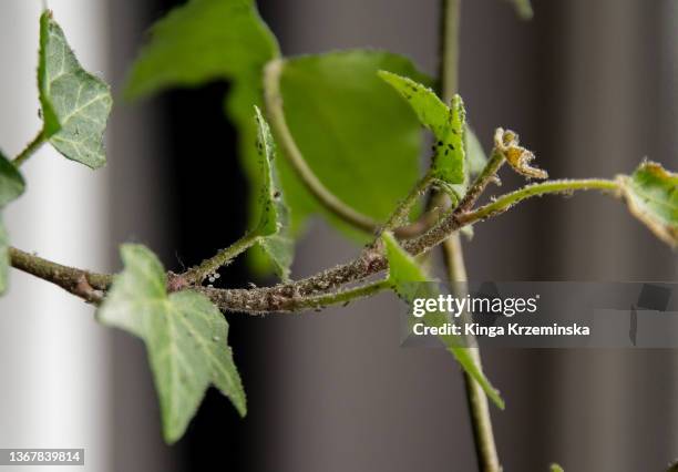 aphids on the houseplant - pest stock pictures, royalty-free photos & images