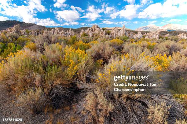 scenic and tranquil view of limestone tufa tower with wildflowers at mono lake, lee vining, california, western usa - tufa stock pictures, royalty-free photos & images