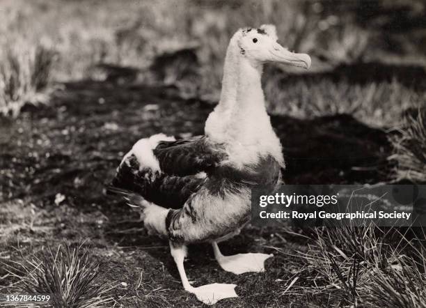 Young Giant Petrel during the Shackleton-Rowett Antarctic Expedition 1921-1922 'Quest'.