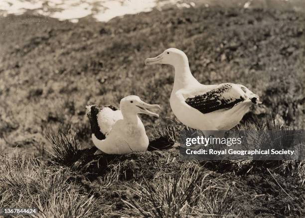 Wandering Albatross during the Shackleton-Rowett Antarctic Expedition 1921-1922 'Quest'.