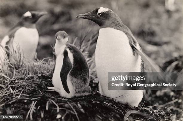 Gentoo penguin and chick during the Shackleton-Rowett Antarctic Expedition 1921-1922 'Quest'.