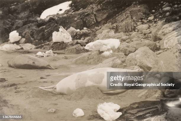 Sea elephants, young cows, during the Shackleton-Rowett Antarctic Expedition 1921-1922 'Quest'.