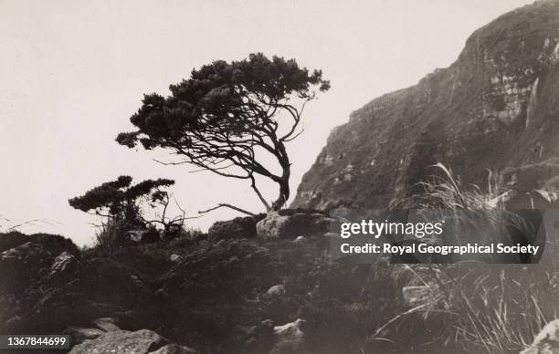 The "Island" tree, Tristan da Cunha. Shackleton-Rowett Antarctic Expedition 1921-1922 'Quest'.