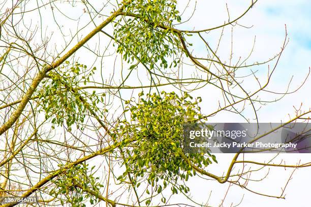 close-up image of the festive mistletoe plant attached to its host (tree branch) - mistletoe kiss stockfoto's en -beelden