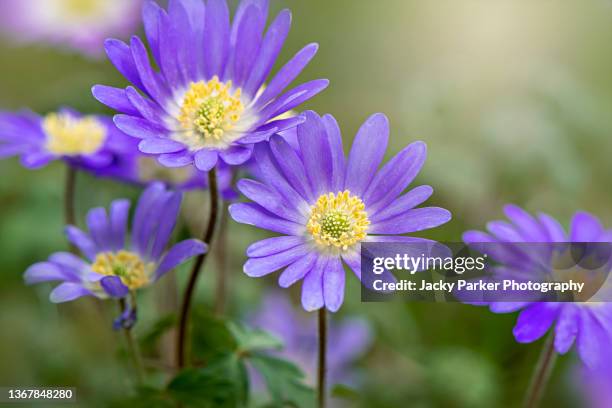 close-up image of the spring flowering anemone blanda blue flower also known as the winter windflower - anemone blanda stock pictures, royalty-free photos & images