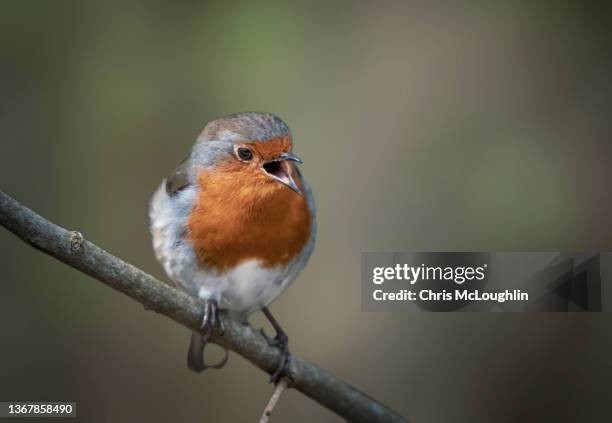 wild robin - birdsong stock pictures, royalty-free photos & images