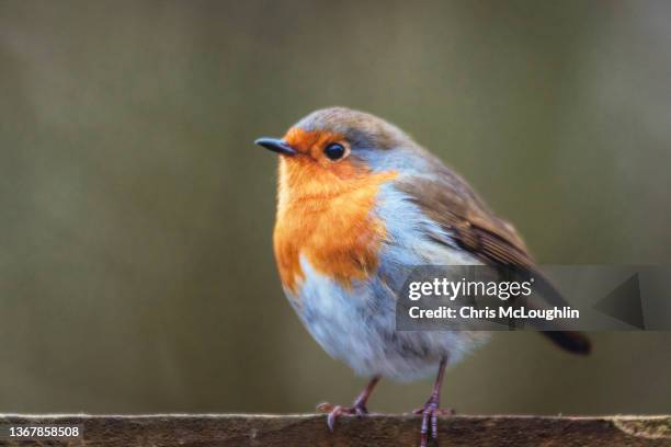 wild robin - robin stock pictures, royalty-free photos & images