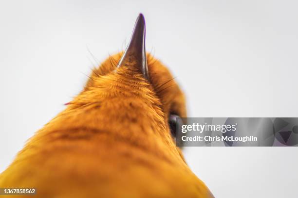 wild robin - bird portraits stock-fotos und bilder