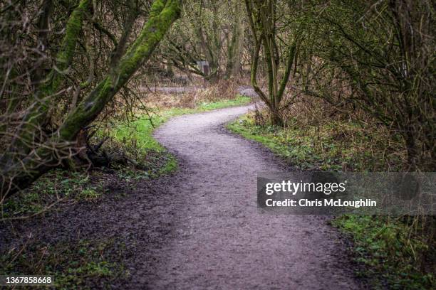 twisting footpath - twisted tree stock pictures, royalty-free photos & images