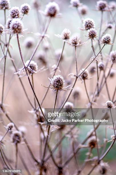 frost covered seed heads in a winter garden against a soft background - pod stock pictures, royalty-free photos & images