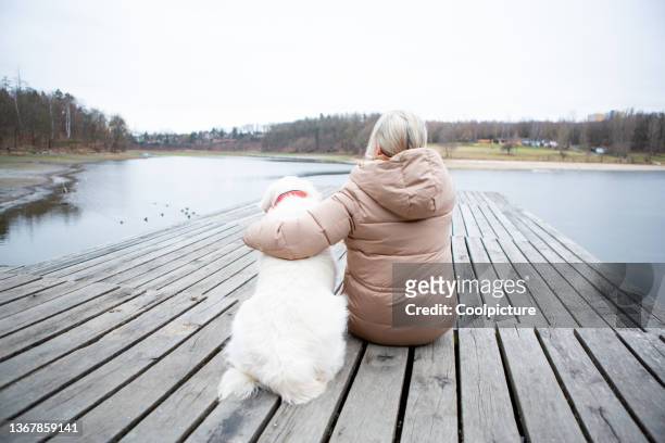 woman walking her dog. - chantiers stock-fotos und bilder