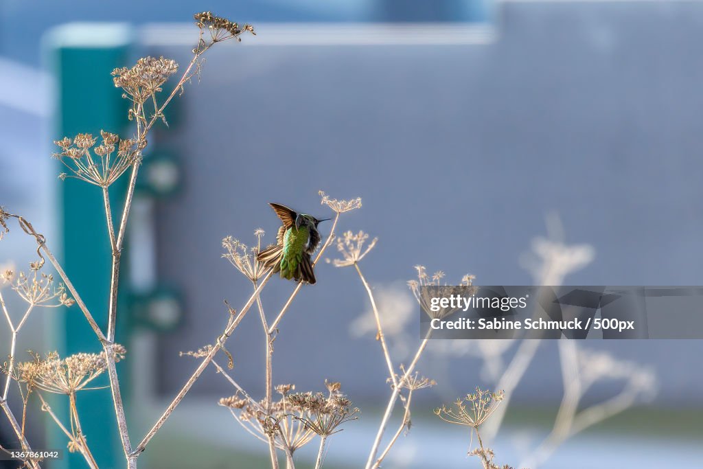 Annas Hummingbird,Close-up of wilted plant,Baylands Nature Preserve,United States,USA