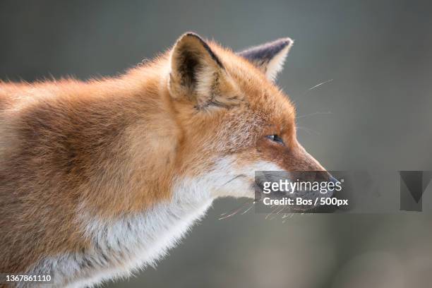 red fox,close-up of red fox looking away,amsterdamse waterleidingduinen ingang zandvoortselaan,netherlands - ingang 個照片及圖片檔