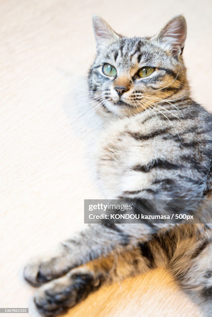 Close-up portrait of tabby cat