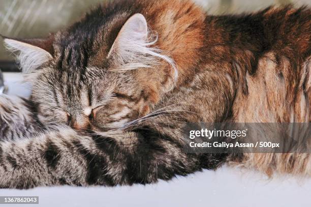 furry siberian cat sleeping on windowsill close up - sibirisk katt bildbanksfoton och bilder