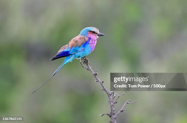 lilac breasted roller,close-up of lilac perching on plant,kruger national park,south africa - kruger national park south africa stock pictures, royalty-free photos & images