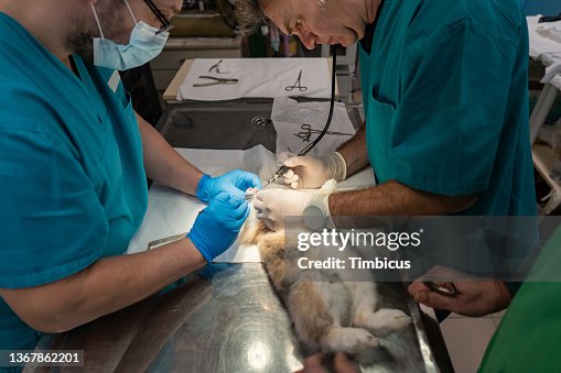 Vet's technicians operating rabbit Vet's technicians operating rabbit
