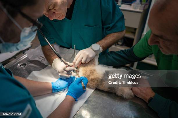 Show Rabbit Operation Dr Rabbit Photos and Premium High Res Pictures - Getty Images