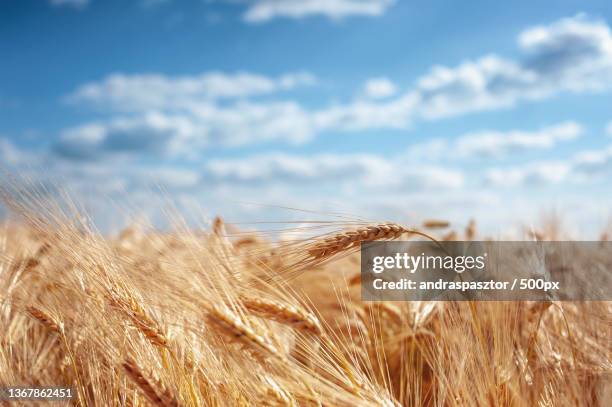 summer,close-up of wheat field against sky,hungary - hungary summer stock pictures, royalty-free photos & images