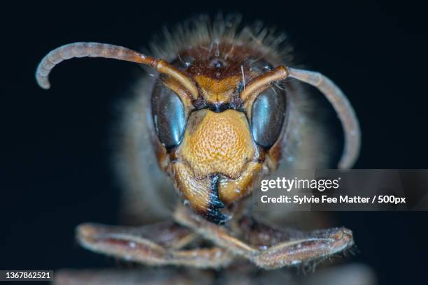 hornet,close-up of insect against black background,switzerland - voelspriet stockfoto's en -beelden