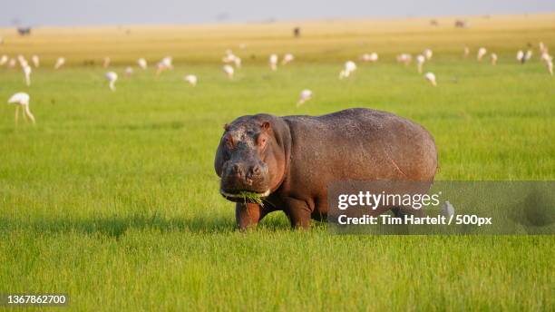 hippo feeding in the early morning - safari animals stock pictures, royalty-free photos & images