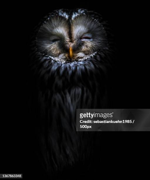 smiling bird,close-up portrait of great gray owl against black background - laplanduil stockfoto's en -beelden