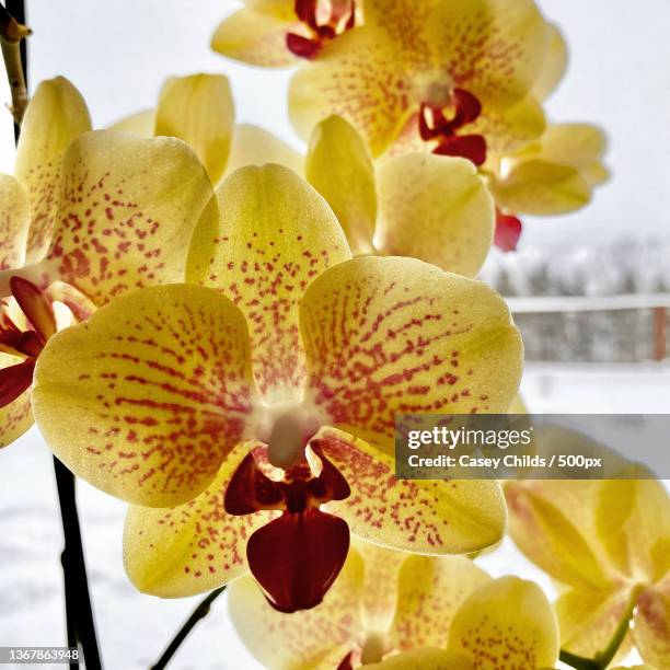 the snow orchid,close-up of orchids on plant,woodstock,new york,united states,usa - woodstock new york stock pictures, royalty-free photos & images