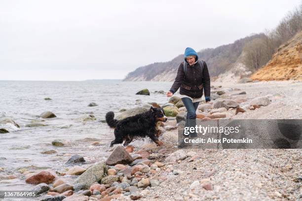 mature woman is walking her belgian zennenhund dog on the rocky and sandy seashore of the baltic sea in winter. - baltic sea stock pictures, royalty-free photos & images