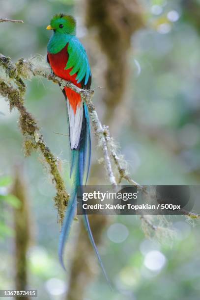 close-up of resplendent quetzal perching on branch,costa rica - quetzal stock pictures, royalty-free photos & images