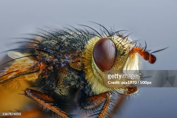 close-up of insect - ugly animal stock pictures, royalty-free photos & images