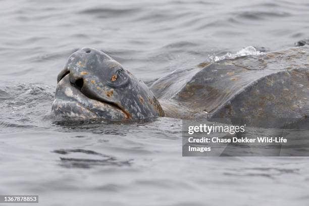 leatherback sea turtle - sea lion stock pictures, royalty-free photos & images