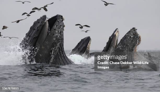 humpback whales - ブリーチング ストックフォトと画像