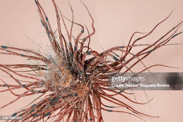 3d digital generated image of microscopic view of bacilli bacterium ,skin color virus - parasitic ストックフォトと画像