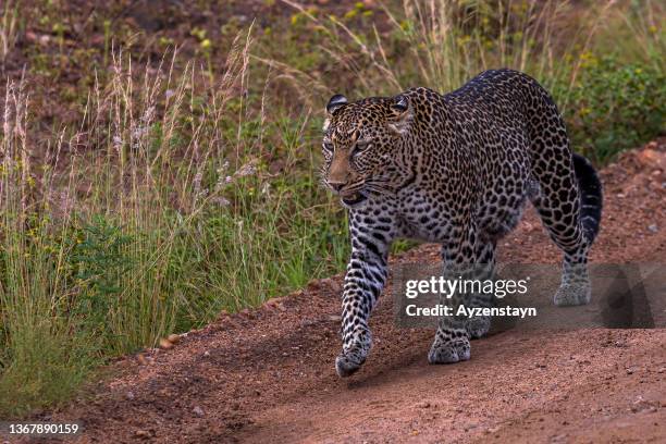 african leopard walking, watching and hunting at wild - african leopard photos et images de collection
