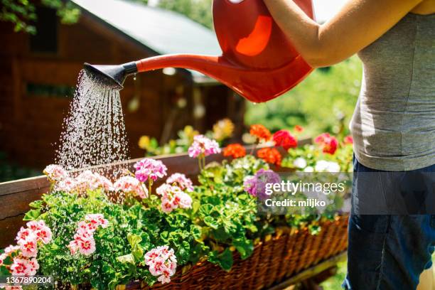 jardinería en el patio trasero - regar fotografías e imágenes de stock