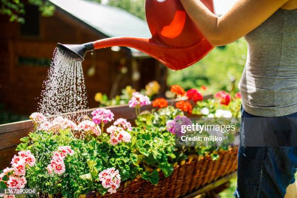 gardening in backyard - trädgård bildbanksfoton och bilder